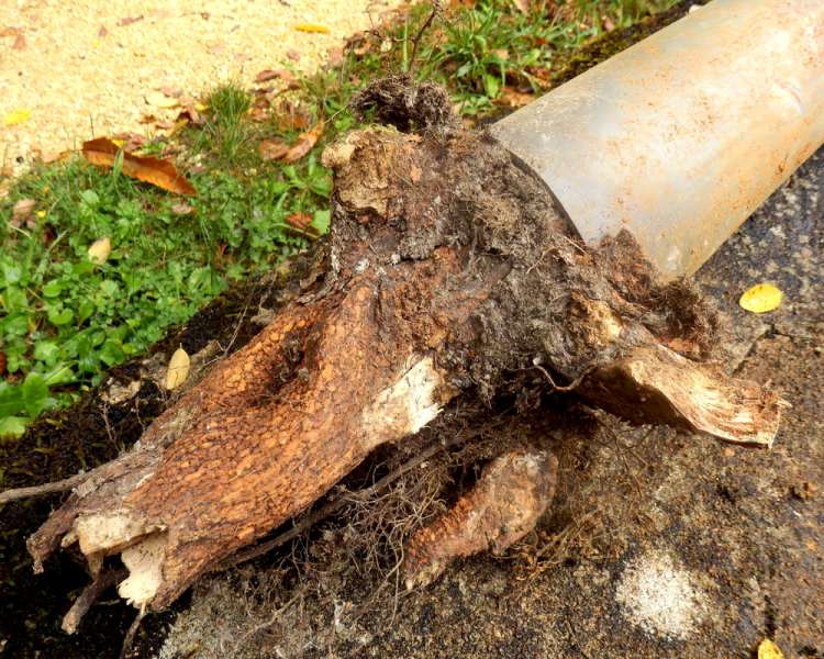 Tree Roots That Can Cause Drain Blockage